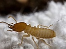 Formosan Termites - Damage, Treatment, & Control