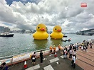 巨型黃色橡皮鴨重臨 創作者冀為香港帶來雙重幸運 - RTHK