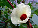 ️ Planta de Jamaica (Hibiscus sabdariffa) | Guía Completa 2024