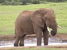 Elephant - Animals Photo (5370280) - Fanpop
