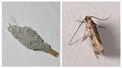 居家常見「6大怪蟲」曝光！3億年活化石、移動水泥也在列 | 生活 | 三立新聞網 SETN.COM