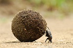 Dung Beetles for farmers - Birds on the edgeBirds on the edge