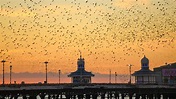 Starlings Murmurations: Blackpool North Pier - YouTube