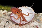 Tiny Octopus | Baby octopus, Deep sea creatures, Cute baby animals