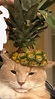 pineapple cat : r/cats