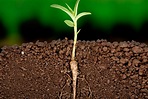 ¿Cuáles son los tipos de raíces que existen? - PortalFruticola.com