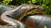 Incrível: cobras gigantes capturadas - PARTE 8 - Mais Curiosidades ...