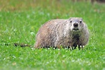Groundhogs Animals | Latest Facts & Pictures | All Wildlife Photographs