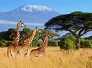 Qué ver y hacer en Tanzania: los 7 imprescindibles - Exoticca