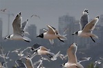 El confinamiento deja las playas de Lima repletas...de pájaros - EFEverde