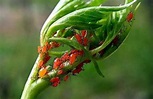 蚜蟲怎麼治才好 防治蚜蟲的三種有效方法 - 每日頭條
