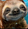 Adorable sloth | Cute baby sloths, Silly animals, Smiling animals