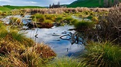 Wetlands: Habitats