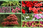 +25 plantas ornamentales: qué son, tipos, nombres, imágenes y vídeos