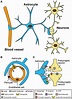 Astrocytes have close morphological and functional associations with ...