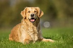 Golden Retriever: guia com cores, preço, cuidados e mais | Guia Animal