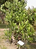 多肉植物~胭脂仙人掌(四張圖)＠我的空中花園(1)｜PChome Online 個人新聞台