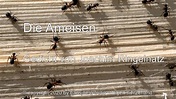 Die Ameisen (Gedicht von Joachim Ringelnatz) - YouTube