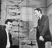 Watson and Crick with their DNA model - Stock Image - H400/0040 ...