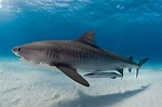 Tiger shark - MarAlliance.org