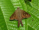 Dorantes Longtail (Urbanus dorantes) | Beautiful butterflies, Beautiful ...