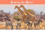 +50 ANIMAIS da ÁFRICA - Características, curiosidades e fotos