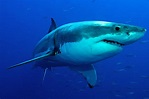 El poderoso mundo marino.: Uno de los depredadores mas peligrosos del ...