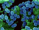 Enterococcus Faecium Photograph by Dennis Kunkel Microscopy/science ...