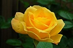 History and Meaning of Yellow Roses | Flower Glossary