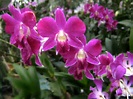File:Orchid flowers.jpg - Wikipedia