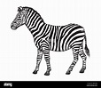 Drawing of Zebra. Sketch of African mammal Equus quagga, black and ...