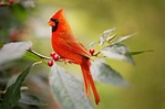 Cardinals – Birds Forever