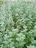 Wormwood - characteristics, cultivation, care and use - live-native.com