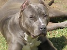 EADD TV / VIDEO CHANNEL: PITBULL BLUE NOSE | American pitbull terrier ...