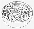 21+ Desenhos de Célula Eucarionte para Imprimir e Colorir