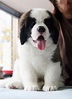 15 Saint Bernard Puppies Who Are Just Too Adorable For Words