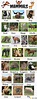 Animal Names | Types of Animals | List of Animals • 7ESL | English ...