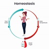 Biology homeostasis science vector illustration infographic 20561283 ...