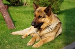 File:20110425 German Shepherd Dog 8473.jpg