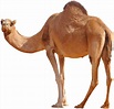 camello png con mirada hacia atrás | Hubpng ES