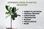 60 NOMBRES para PLANTAS - ¡Divertidos y Originales!