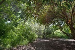 The Fullerton Arboretum is blooming again – Orange County Register