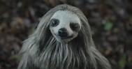 Slotherhouse Killer Sloth Movie: Trailer, Cast, Release Date | POPSUGAR ...