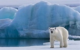 Polar bear on the pack ice along Spitsbergen coast, Svalbard, Norway ...
