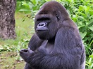 Datos sobre los Gorilas - Gorilla Facts and Information