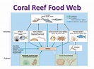 coral reef food chain diagram - Dip History Photographic Exhibit