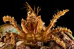 Decorator crab | Animals | Monterey Bay Aquarium