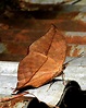 This amazing 'dead leaf butterfly' is nature's greatest illusion yet