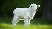 Lamb White Aesthetic Close Up