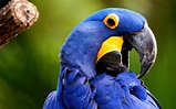 Arara-azul, um dos belos símbolos da fauna brasileira